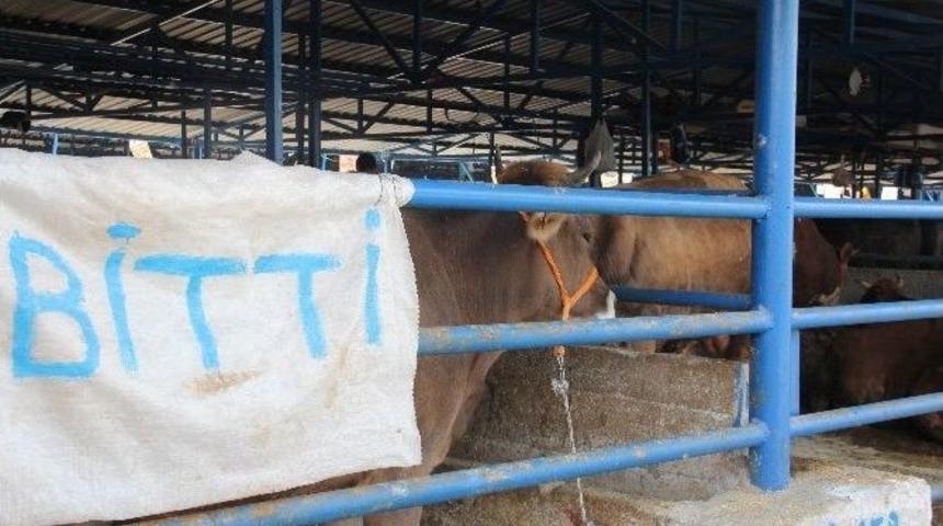 Bursa&rsquo;daki Hayvan Pazarından Renkli G&ouml;r&uuml;nt&uuml;ler
