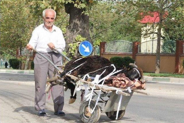 Bursa’daki Hayvan Pazarından Renkli Görüntüler