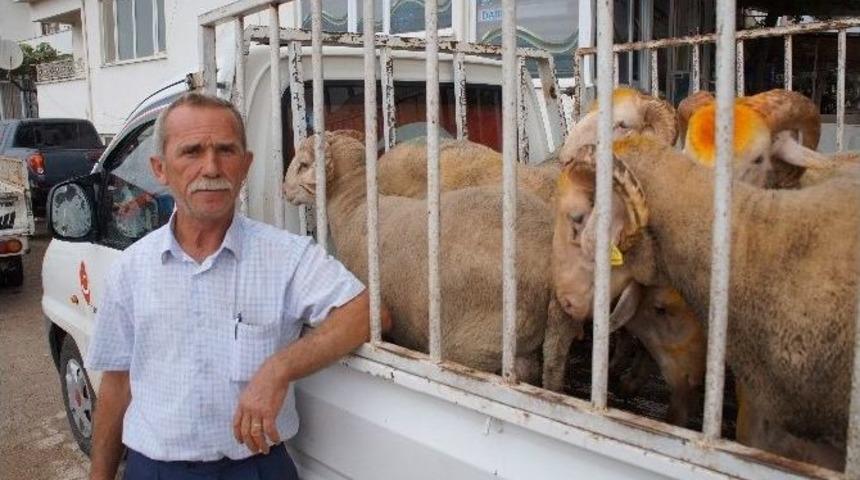 Lapseki&rsquo;de Kurban Pazarı