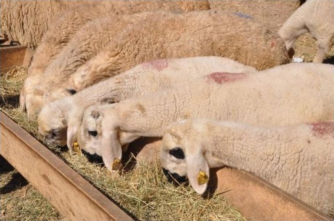 Sivas&rsquo;ta Kurban Pazarında Hafta Sonu Yoğunluğu