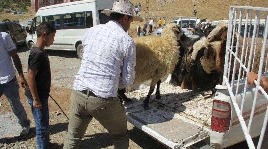 Hakkari&rsquo;de Kurban Telaşı