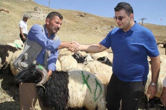 Hakkari’de Kurban Telaşı