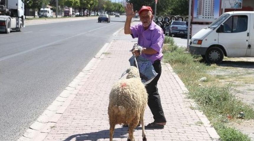 -(&ouml;zel) Kesmek İ&ccedil;in Aldığı Kurbanlıkla Arkadaş Oldu