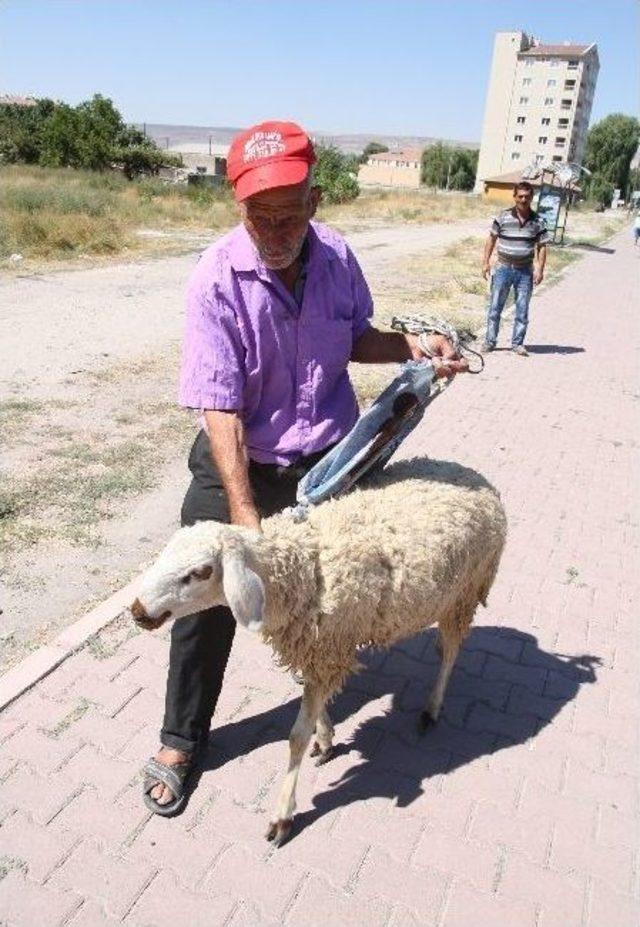 -(özel) Kesmek İçin Aldığı Kurbanlıkla Arkadaş Oldu