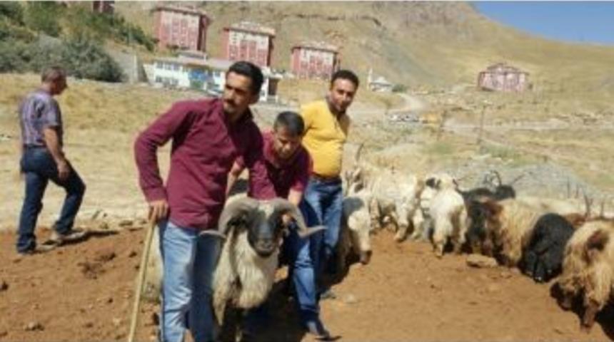 Hakkari&rsquo;de Kurban Hayvan Pazarı Denetlendi