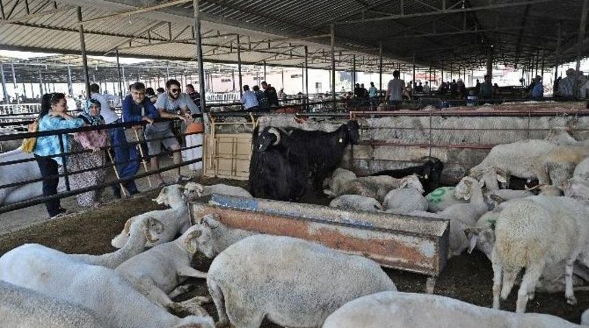 Aydın B&uuml;y&uuml;kşehir Belediyesi Kurban Bayramı&rsquo;na Hazır