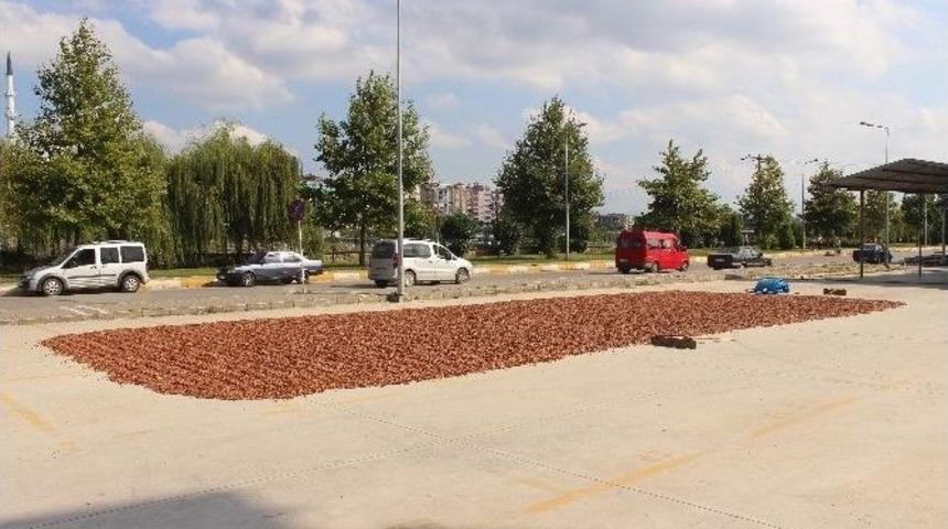 Yol Kenarı Fındık Harmanı