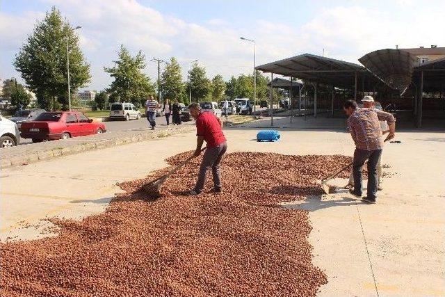 Yol Kenarı Fındık Harmanı