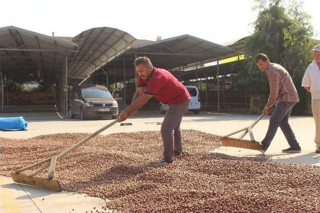 Yol Kenarı Fındık Harmanı