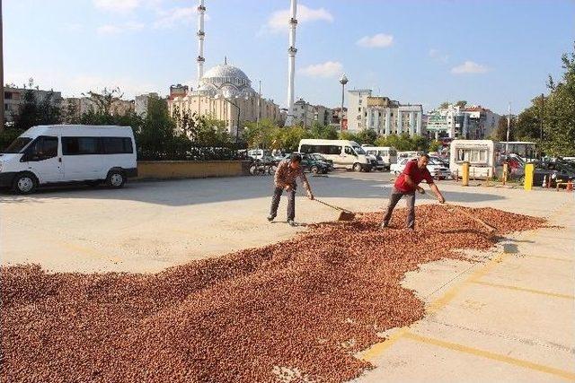 Yol Kenarı Fındık Harmanı