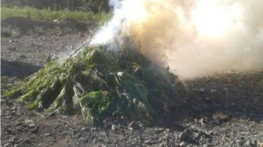 Yaylada Hint Keneviri