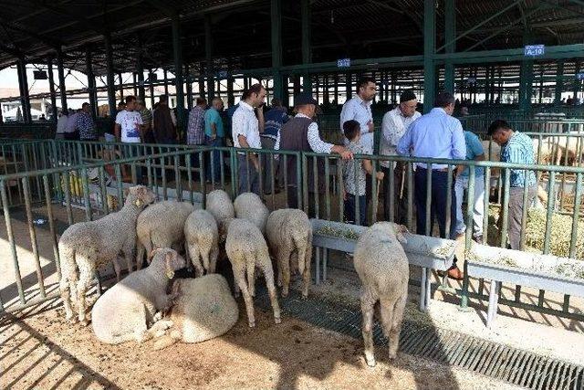 Salihli’de Kurban Bayramı Hazırlıkları Tamamlandı