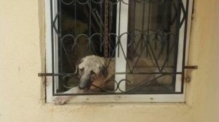 Kafası Pencere Demirine Sıkışan K&ouml;pek Kurtarıldı