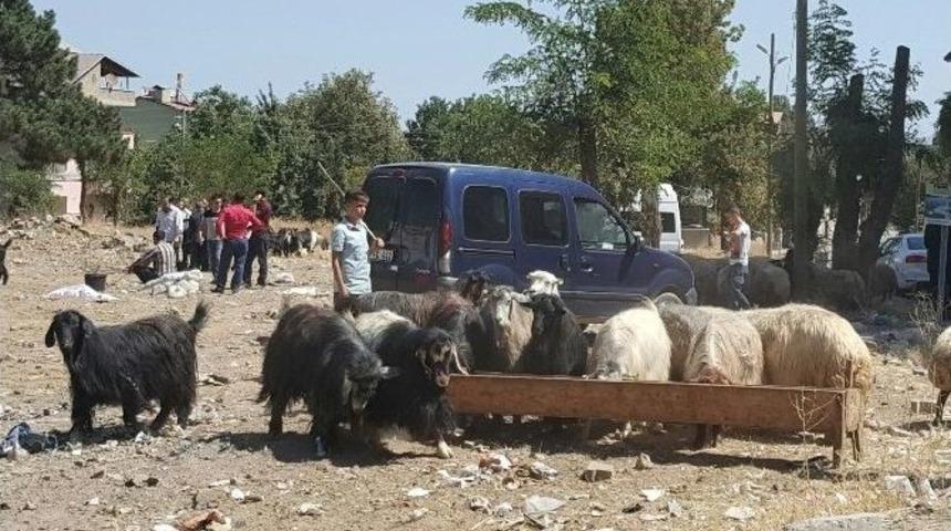 Kurban Pazarlarında Yoğunluk