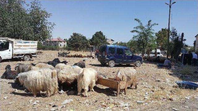 Kurban Pazarlarında Yoğunluk