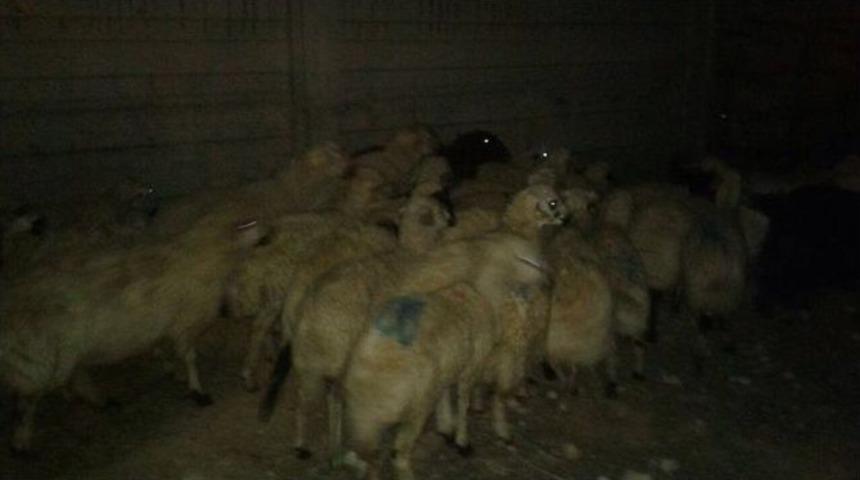 Malatya &Uuml;lk&uuml; Ocakları 110 Aileye Kurbanlık Dağıttı