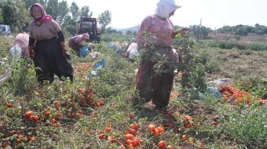Domates &Uuml;reticisinin Y&uuml;z&uuml; G&uuml;ld&uuml;
