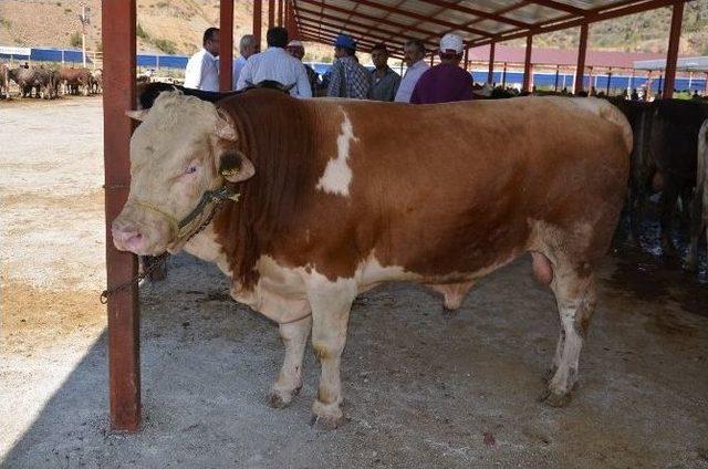 Kurbanlıklar Yeni Sahiplerini Buldu