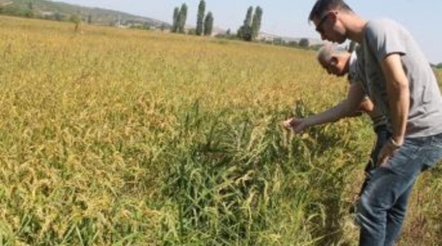 &Ccedil;eltikte Hasat Zamanı