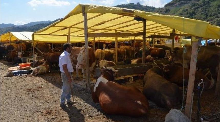 Trabzon&rsquo;daki Kurban Pazarında Son G&uuml;n Yoğunluğu