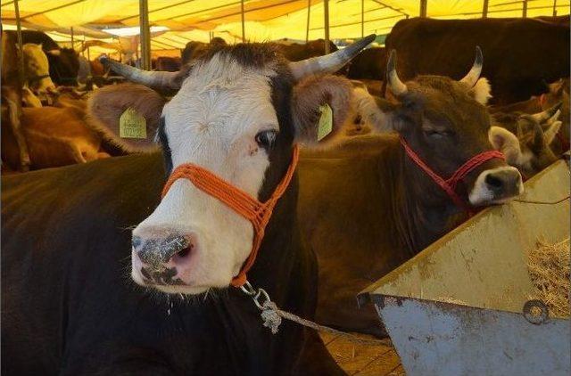 Trabzon’daki Kurban Pazarında Son Gün Yoğunluğu