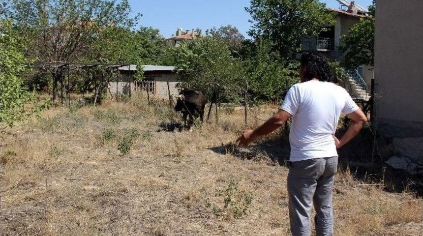 Ka&ccedil;an Kurbanlık Sahibini Peşinden Koşturdu