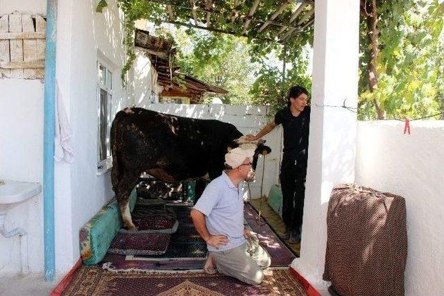 Kaçan Kurbanlık Sahibini Peşinden Koşturdu