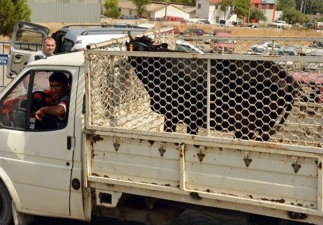 (özel Haber) Kurban Pazarı Servisçilerin Yüzünü Güldürdü