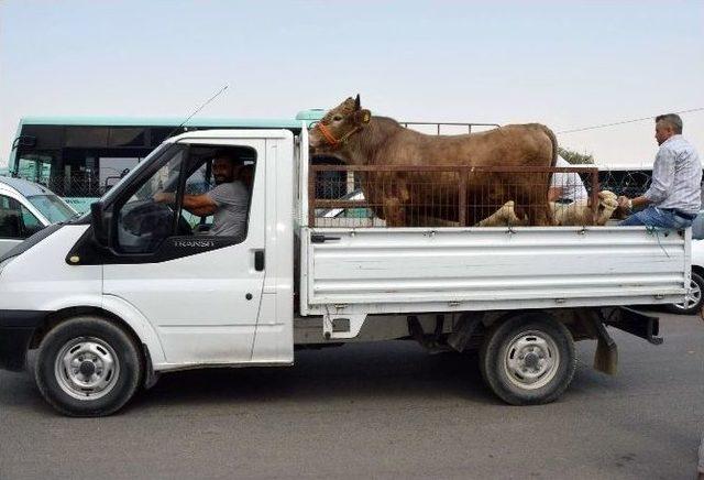 (özel Haber) Kurban Pazarı Servisçilerin Yüzünü Güldürdü