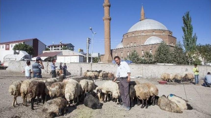 Ahlat&rsquo;taki Kurbanlıklar Alıcı Bulamıyor