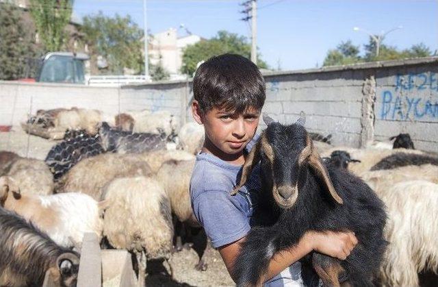 Ahlat’taki Kurbanlıklar Alıcı Bulamıyor