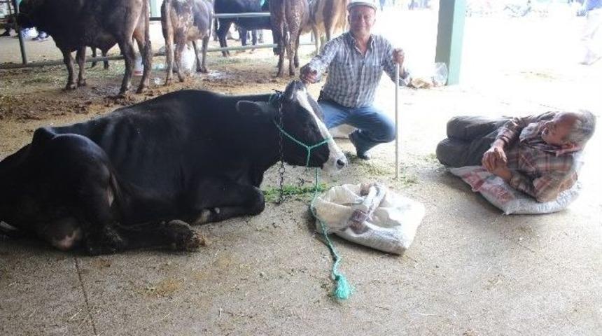 Pazarda Kıran Kırara Pazarlık