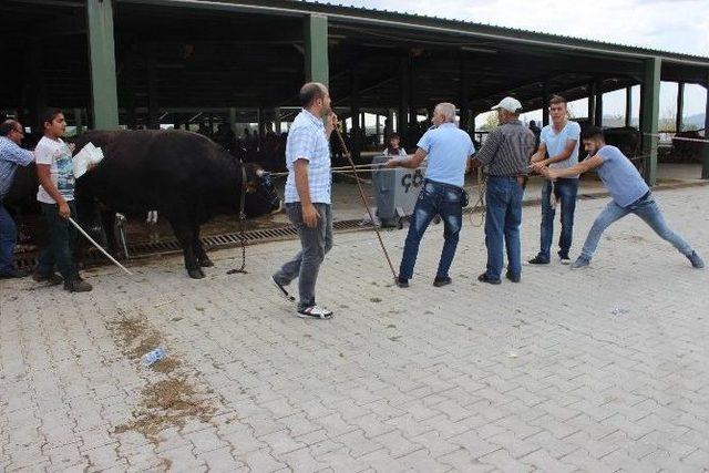 Pazarda Kıran Kırara Pazarlık