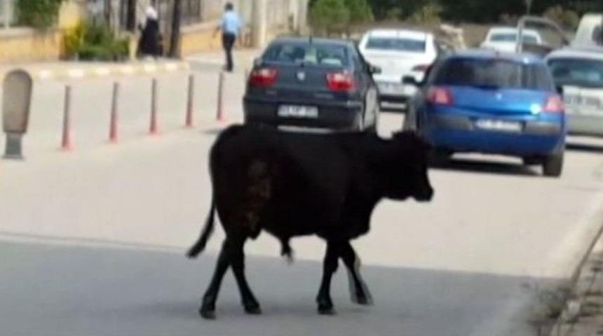 Ka&ccedil;an Boğa Sahiplerini Peşinden Koşturdu