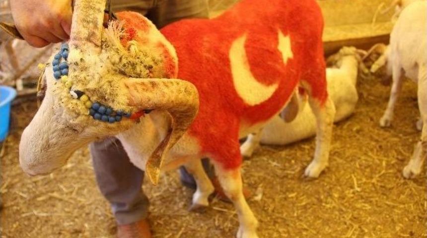 Ay Yıldızlı Kuzusunu Satmaya Kıyamadı