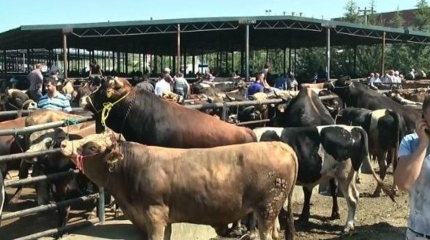 D&uuml;zce&rsquo;de Hayvan Pazarında Hareketlilik