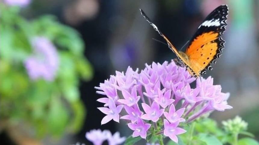Tropikal Kelebek Bah&ccedil;esi Bayramın 3. G&uuml;n&uuml; A&ccedil;ık Olacak