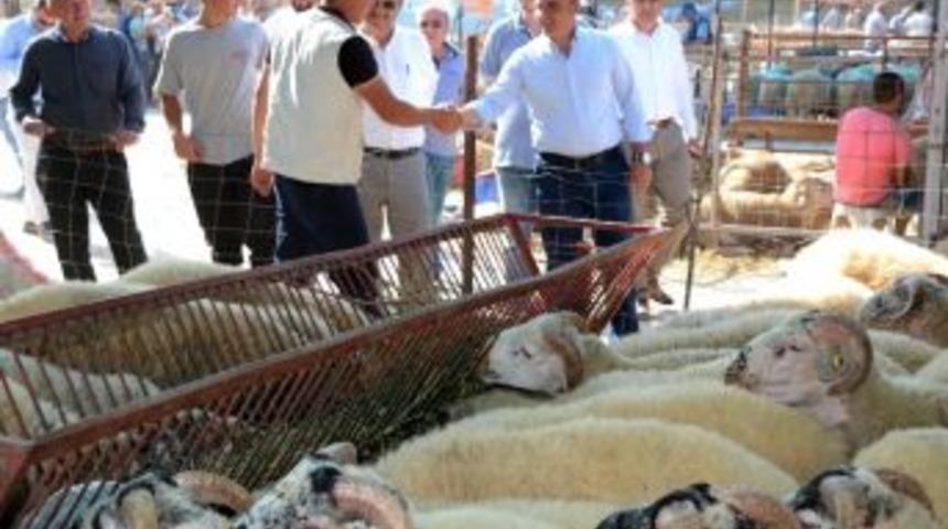 Turan, Kurban Pazarını Gezdi