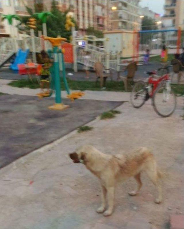 Sokak Köpeğinin Saldırısına Uğrayan Çocuk Yaralandı