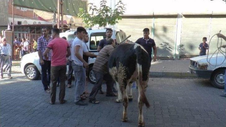Şanlıurfa’da Kaçan Dana Sahibini Ezdi G1