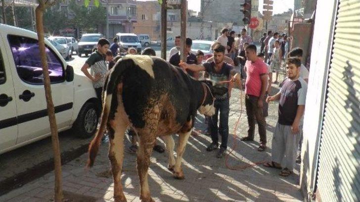 Şanlıurfa’da Kaçan Dana Sahibini Ezdi G2