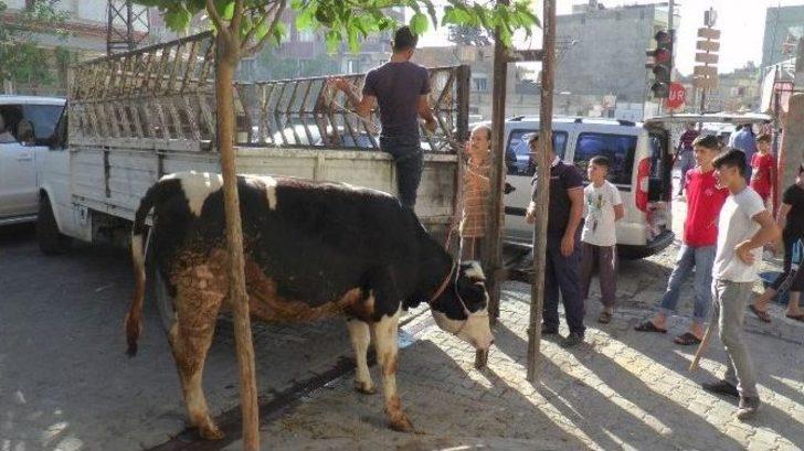 Şanlıurfa’da Kaçan Dana Sahibini Ezdi G3