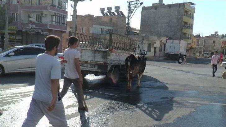 Şanlıurfa’da Kaçan Dana Sahibini Ezdi G4