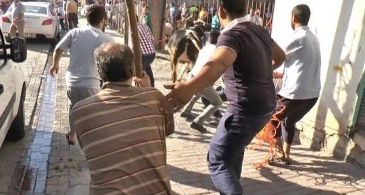 Şanlıurfa’da Kaçan Dana Sahibini Ezdi G5