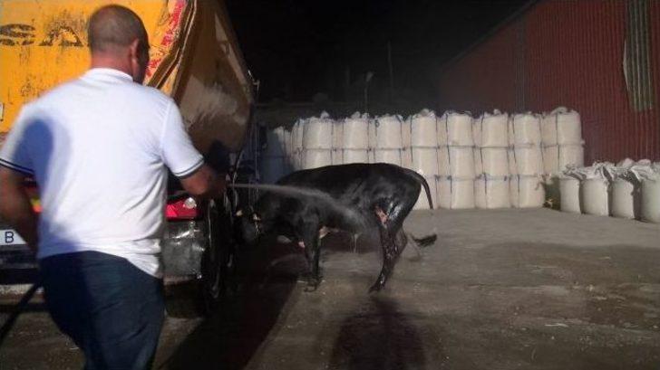 Kükürt Deposundaki Yangından Kurbanlık Tosun Son Anda Kurtarıldı G3