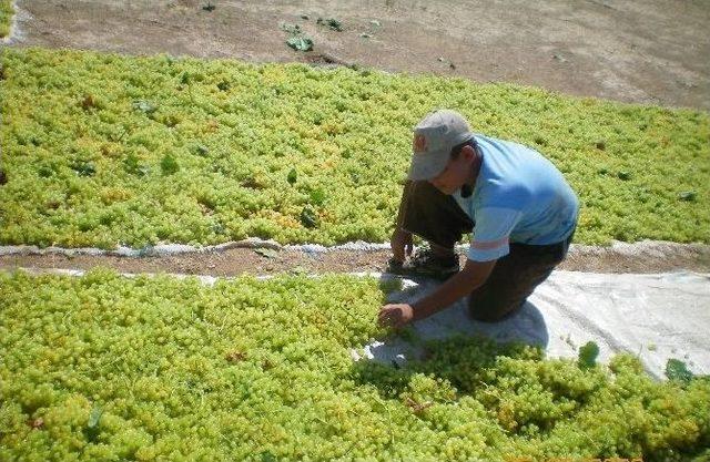 Çekirdeksiz Kuru Üzüm İhracatı 200 Bin Tonu Aştı