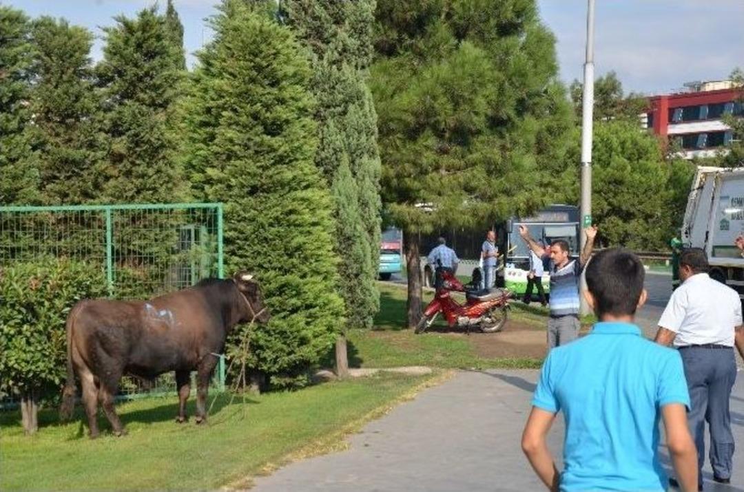 Bursa&rsquo;da Ka&ccedil;an Boğa Caddeleri Birbirine Kattı