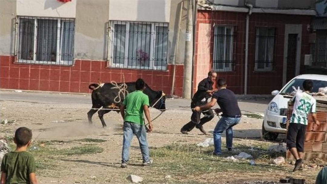 Bursa&rsquo;da Ka&ccedil;an Kurbanlık Dana Ortalığı Birbirine Kattı