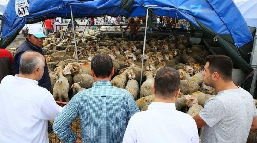 İstanbullular Sultangazi Kurban Satış Ve Kesim Merkezi&rsquo;ne Akın Etti