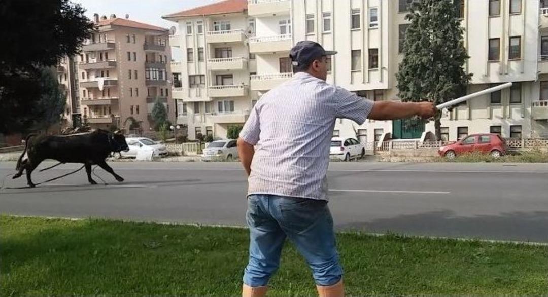 Ka&ccedil;an Boğa Ortalığı Birbirine Kattı